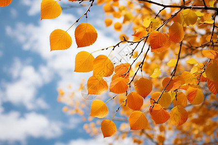 金秋的树叶枯黄的叶子高清图片