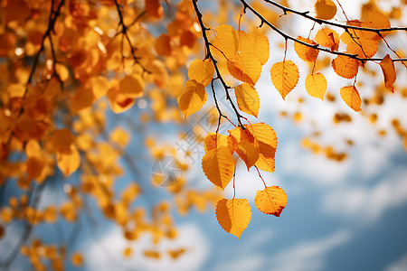 秋日的枯叶图片