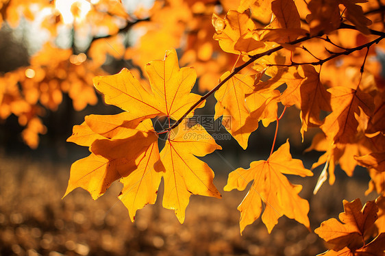 秋日金黄的树叶图片