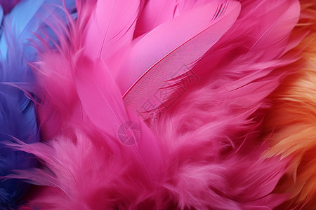 粉色羽毛鲜艳的羽毛背景