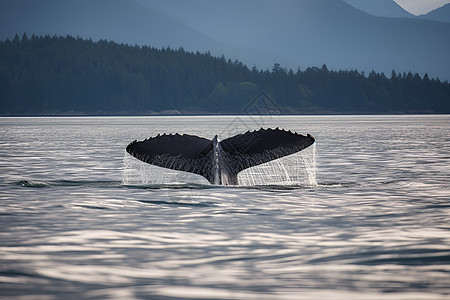 一条鲸鱼图片