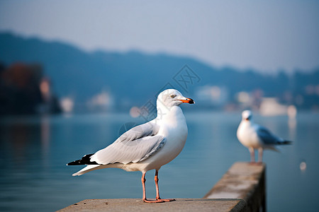 湖畔边的海鸥图片