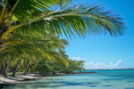 海边椰树与碧蓝海水的美景图片