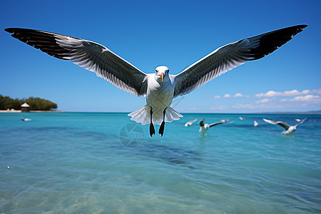 翱翔在碧海天空的海鸥图片