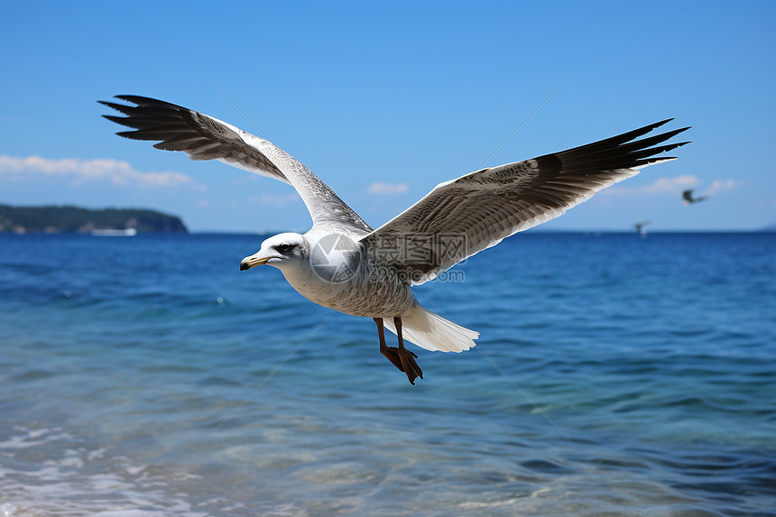 翱翔在海上的海鸥图片