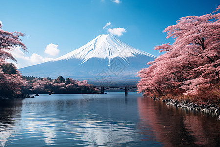 樱花湖畔的美景图片