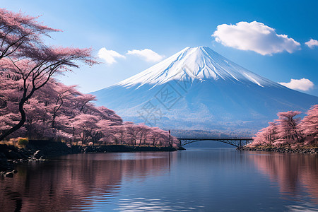 美丽的樱花和富士山图片