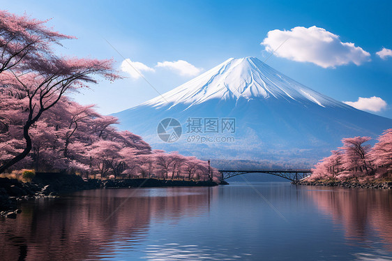 美丽的樱花和富士山图片