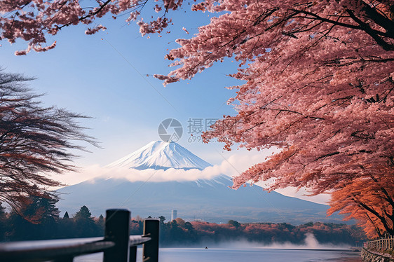 富士山冬日的樱花图片