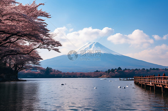 富士山与樱花图片