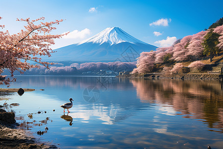 美丽的冬日富士山图片