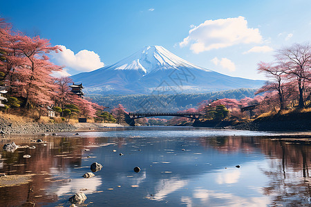 富士山下的樱花图片