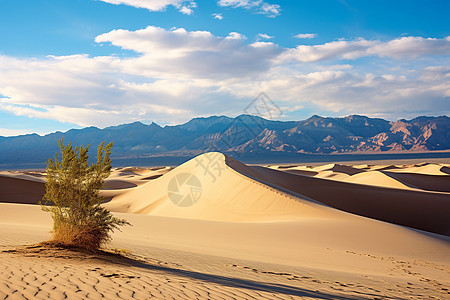 沙漠中孤独的树图片