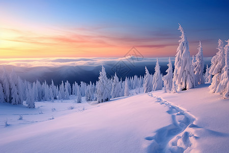 山坡上的冰雪和树木图片