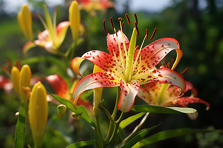 百合花苞绽放的百合背景