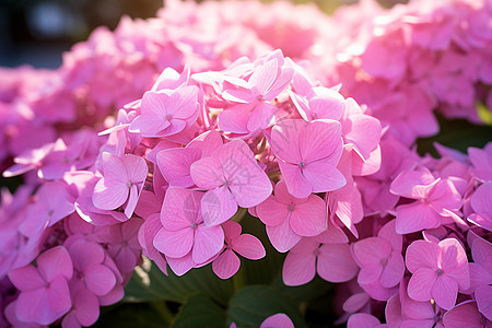 淡粉色绣球花图片