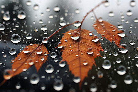 雨滴psd玻璃上的树叶和水珠背景