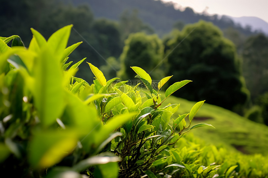 绿色茶园图片