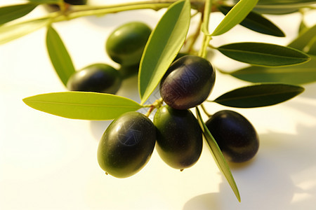 成熟的橄榄图片