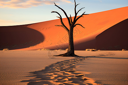 沙漠里一颗孤独的树图片