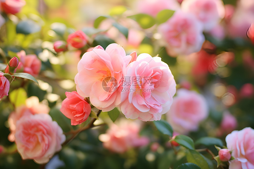 粉色的蔷薇图片