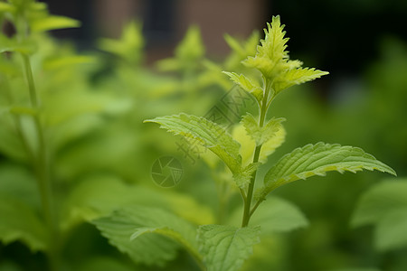 翠绿的小草翠绿小草高清图片