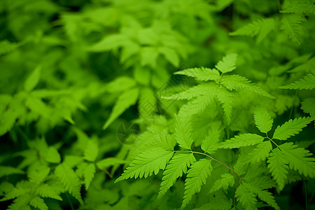 大叶绿植细腻的叶纹背景