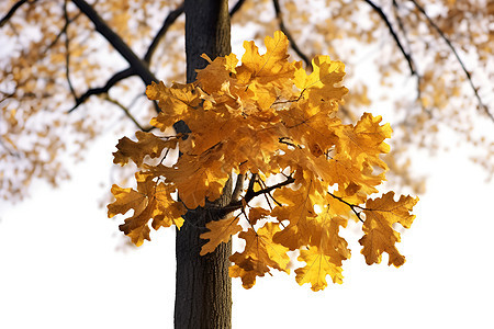 秋日下的一棵树图片