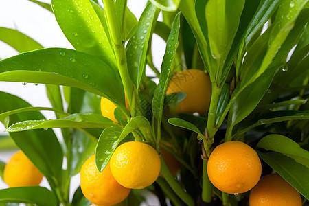 硕果累累的柑橘种植果园图片