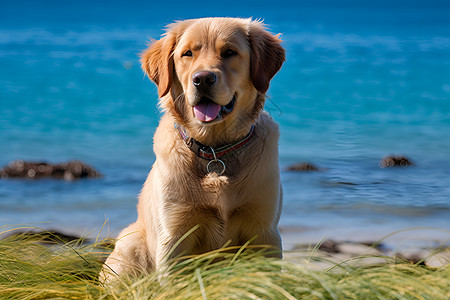 拉布拉多犬小狗海滩上坐着背景