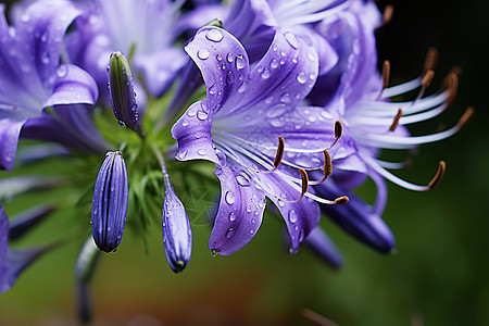 夏季花园中绽放的百合花花朵图片