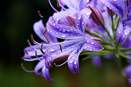 美丽绽放的百合花花朵图片