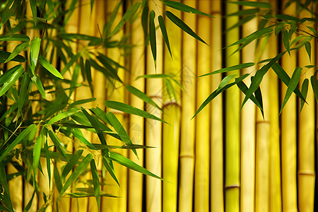 古香古色的竹林背景高清图片