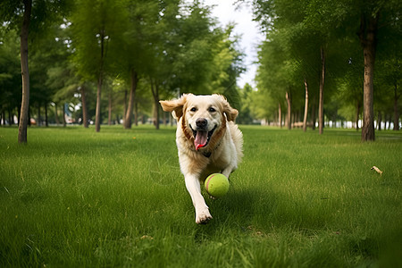 快乐奔跑的金毛犬背景图片