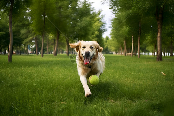 快乐奔跑的金毛犬图片