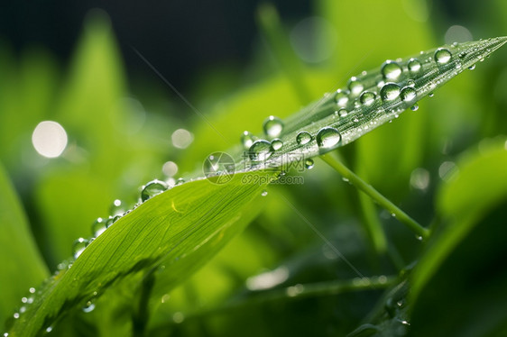 早上的水珠图片