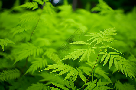 一棵植物的特写图片