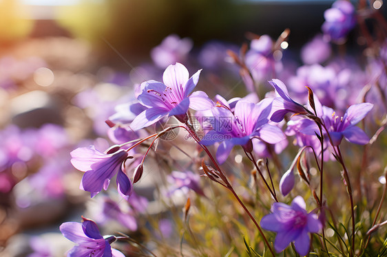 紫色花朵中的花海图片