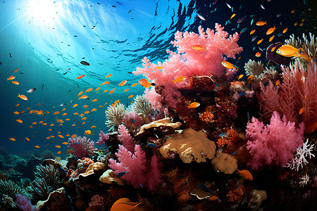 海底鱼类海底的植被和鱼类背景