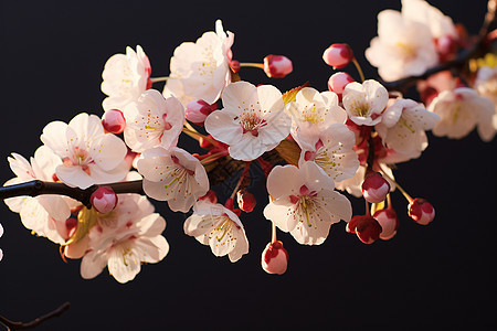 樱花盛开纯白花瓣图片