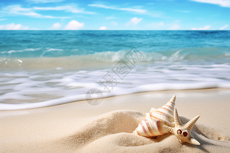 蓝天海洋中的贝壳背景图片