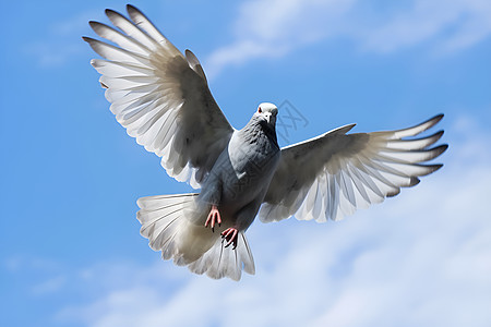 天空中自由翱翔的鸽子图片