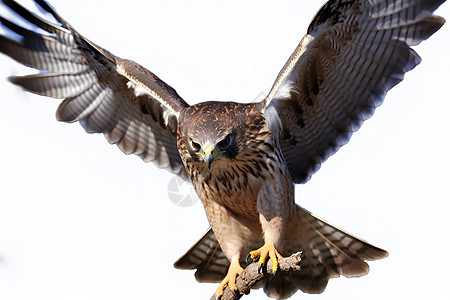 展翅高飞的猎鹰图片