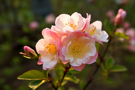 黄色花蕊的花朵图片