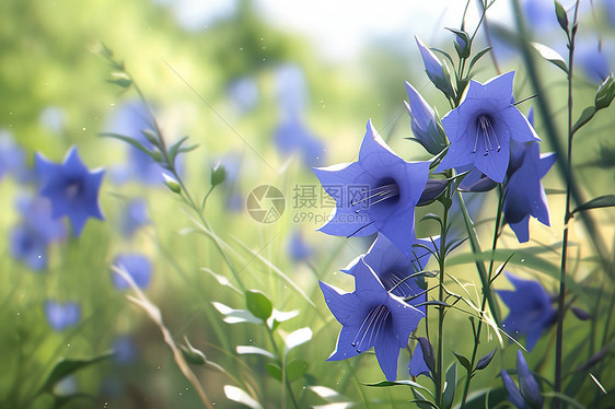 户外绽放的漂亮花朵图片