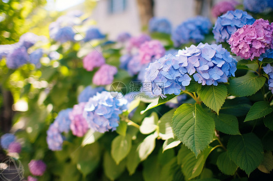 花海中的绚烂色彩图片