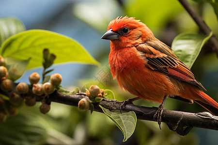 热带丛林中的翠鸟图片
