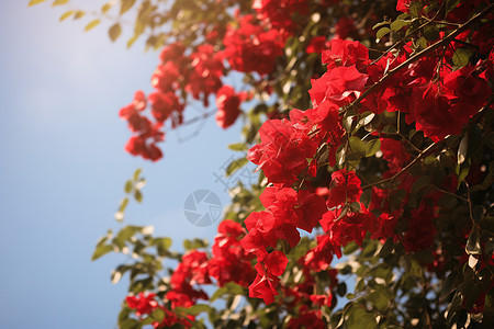 夏季户外绽放的美丽花朵图片