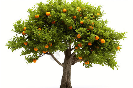 硕果累累的柑橘果树图片