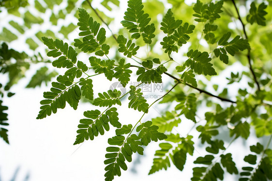 自然之美的绿植树叶图片